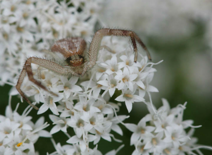 Crab Spider